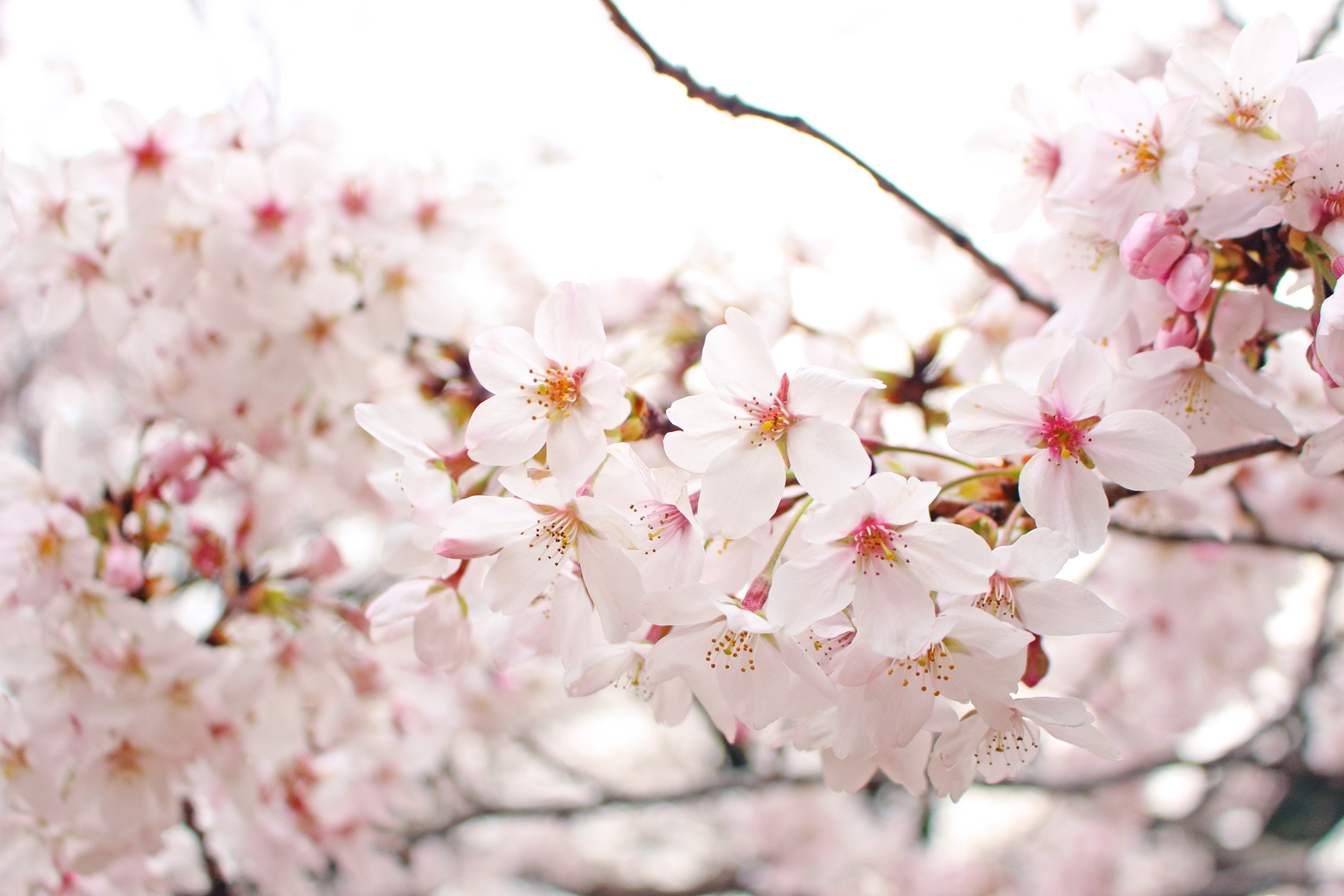 桜
