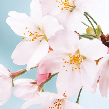 桜イメージ
