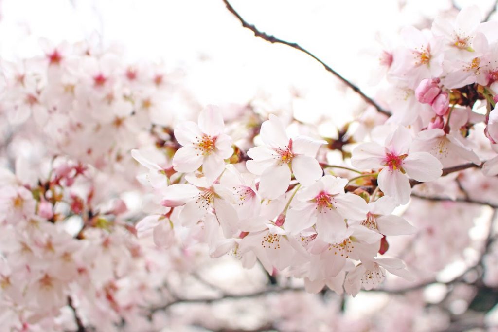 舞桜のイメージ