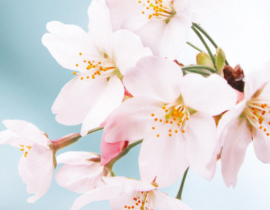 NIWAKAの結婚指輪　初桜のイメージ