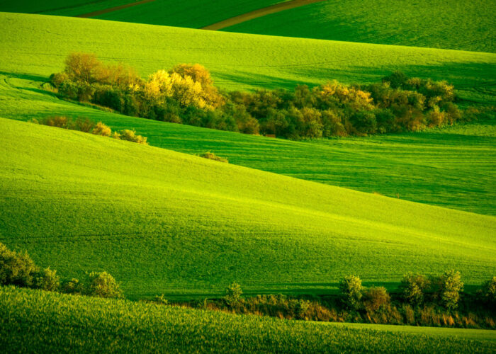 Trees on green wavy hills in South Moravia, Csezh Republic