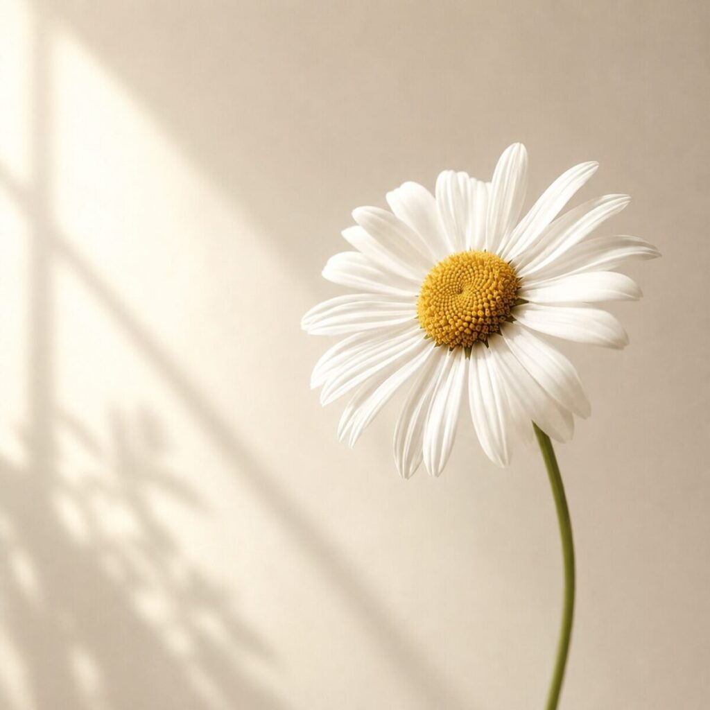 ルシエのホープのモチーフになっているデイジーの花