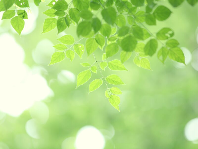 リファージュのイメージ 木の葉